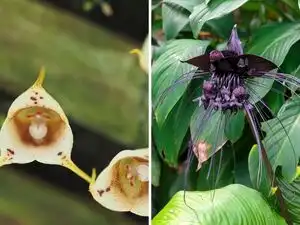 From Monkey-faced orchid to bat flower: 7 bizarre plants that look exactly like animals