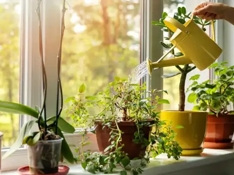 Add Indoor Plants Near Windows