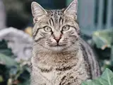 Scientists just reviewed more than 400 cat studies and found that outdoor-roaming pets had three to five times the odds of carrying germs that can infect people, turning a common habit into a quiet public health risk