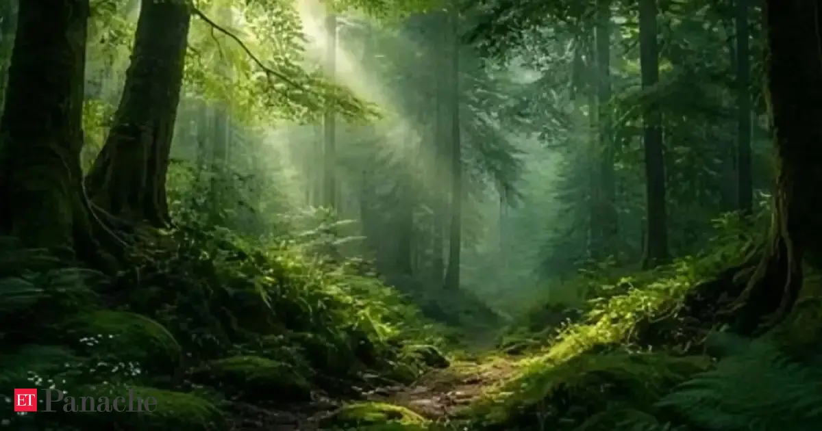 Rare wildlife, dense evergreen forests, rich biodiversity: 5 stunning rainforests in India that every nature-lover must visit