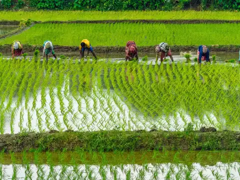 Agricultural income tax exemption: When farming income is tax-free