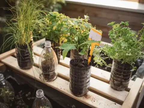 Grow Leafy Vegetables Vertically
