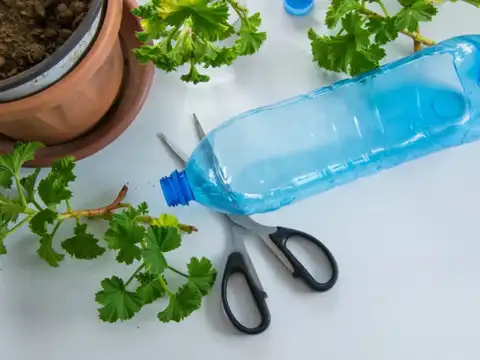 Protect Seedlings From Stray Animals