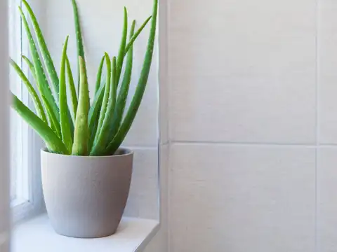 Aloe Vera