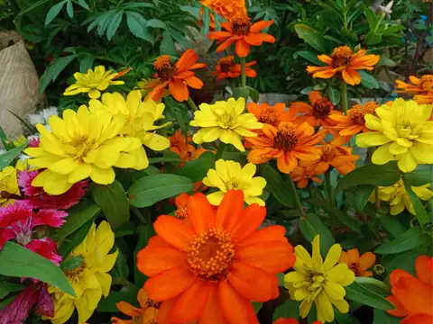 Zinnia
