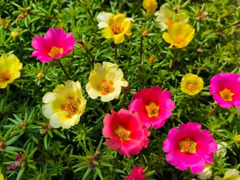 Portulaca (Moss Rose)