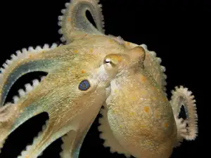 Octopuses just passed a mirror challenge few expected: Scientists found ...