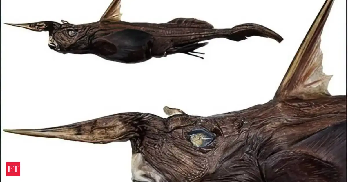 Ghost shark discovered: Scientists identify new deep-sea species off Costa Rica