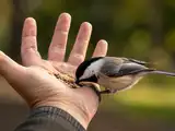 African Proverb of the Day: &ldquo;If you think you have someone eating out of your hands, it is a&hellip; &mdash; Life lessons on human nature, trust, confidence awareness and why all that glitters is not gold