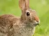 first mutation in steal a brainrot News and Updates from The Economic ...