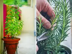 5 house plants believed to protect homes, attract luck and promote well-being