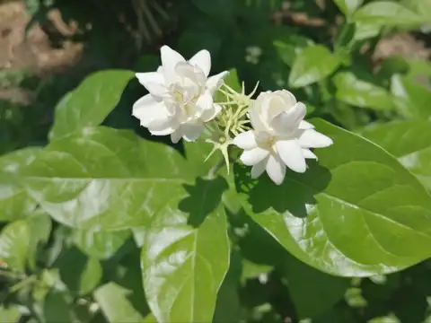 Jasmine Plant