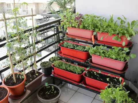 Grow Herbs On Your Balcony