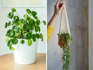Small-space gardening: 7 indoor plants that grow beautifully in tiny homes
