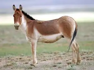 Proverb of the day: 'A golden saddle does not make a donkey a horse', a lesson on why appearances cannot change reality