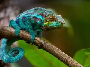 Proverb of the day: &lsquo;The chameleon changes color to match the earth, the earth doesn't change to match the chameleon&rsquo; - A timeless lesson on adaptability and embracing change