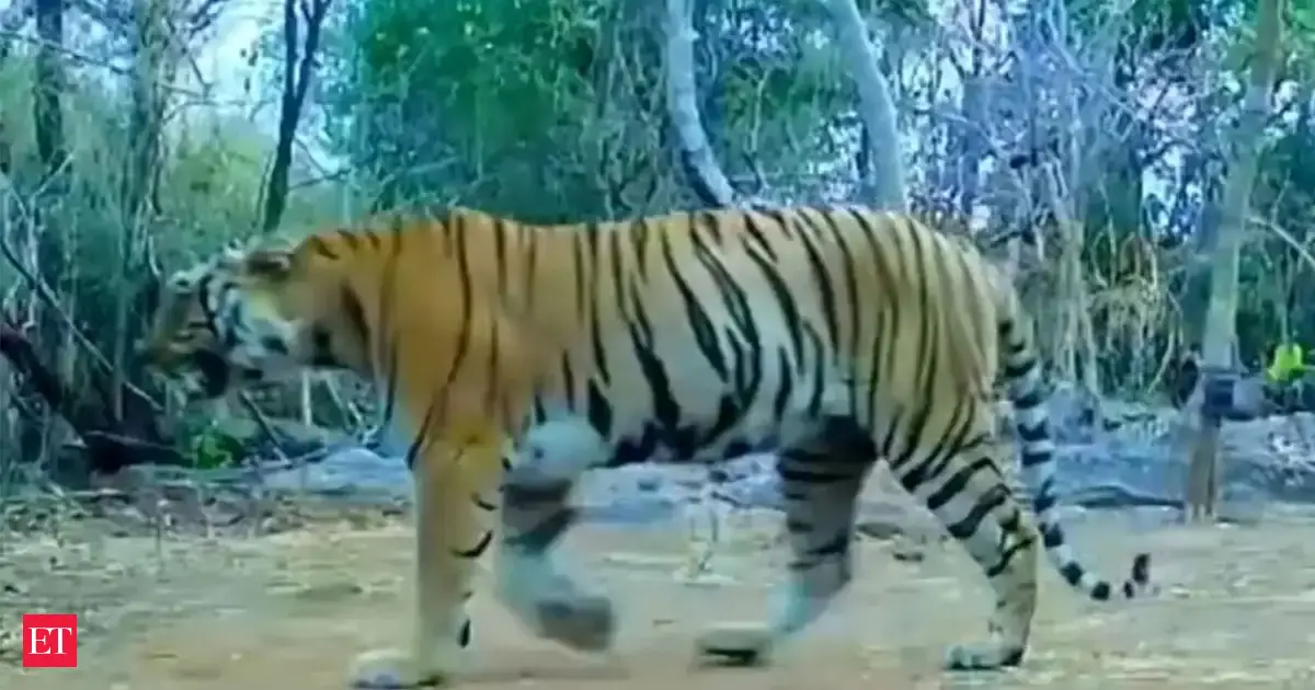 SIT to probe Dudhwa tigress' 'sudden' death 