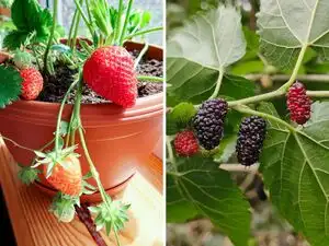 7 fruits you can grow at home that most people don&rsquo;t know about