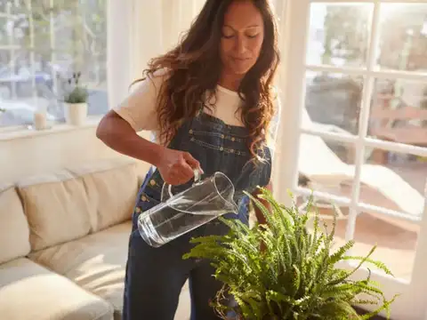 Give Indoor Decorative Plants A Boost
