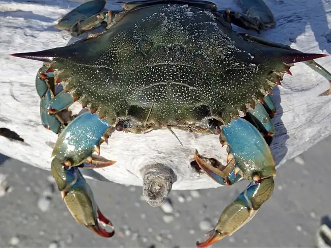 Blue crabs were first found in Italy's Adriatic in 1949; 74 years later ...