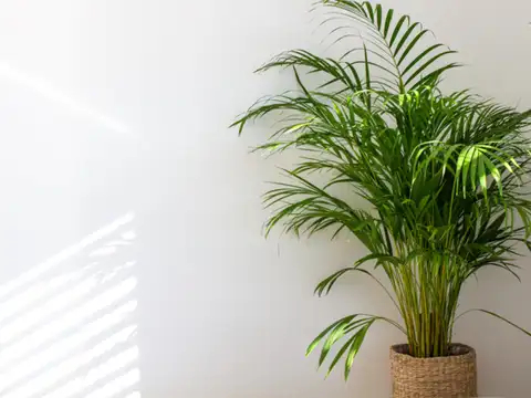Areca Palm