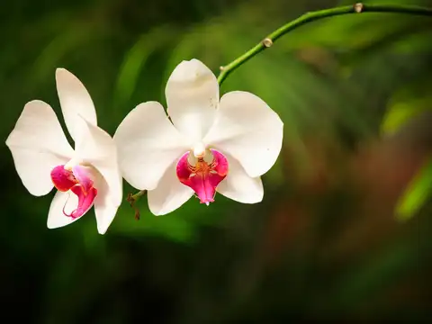 Orchids