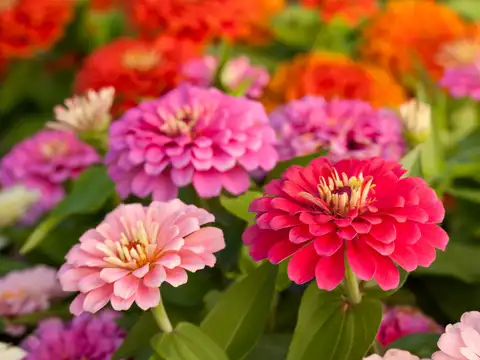 Zinnia