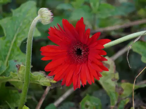 Gerbera Daisy