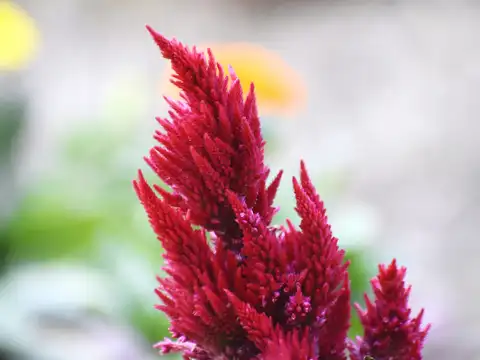 Celosias