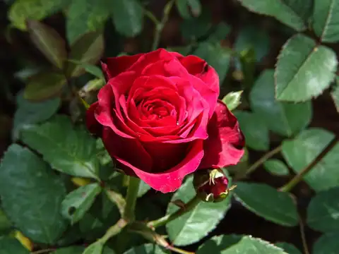 Roses