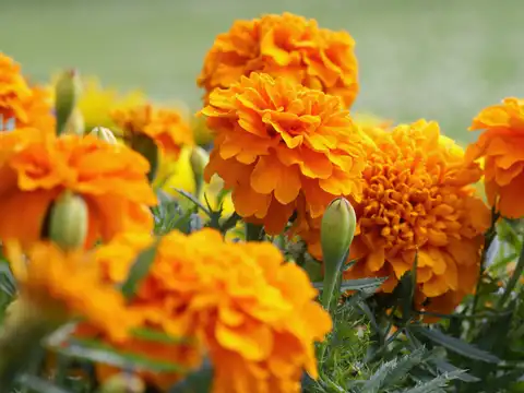 Marigolds