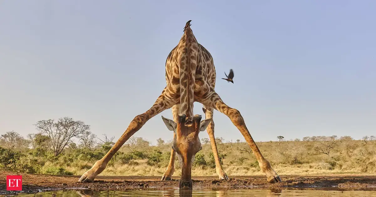 Scientists Just Discovered Giraffes Can Do Something Surprisingly Close To Simple Math
