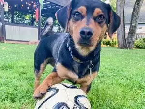 &lsquo;Greatest goalkeeper on 4 legs&rsquo;: Meet Ronaldo, the football-loving dog with remarkable goal-saving skills