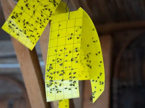 Set up fly traps