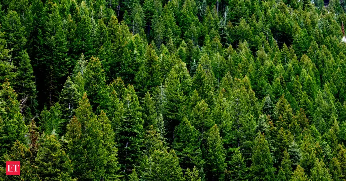 Britain in the 1920s planted millions of Sitka spruce trees for timber, but scientists now say the country's forests support far fewer birds, plants, and insects than native woodlands