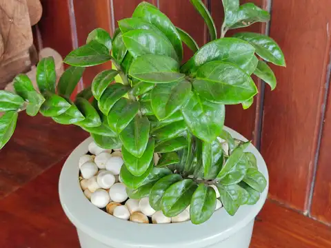 ZZ plant
