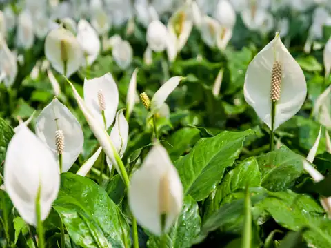 Peace lily