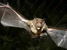 11-year-old Canadian boy died of rabies after waking up with a bat on his face d:Image