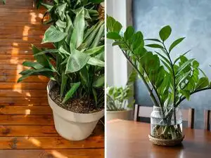 7 low-maintenance indoor plants that thrive even if you forget to water them