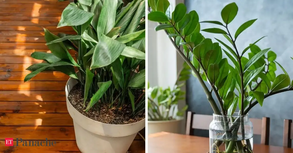 7 Low Maintenance Indoor Plants That Thrive Even If You Forget To Water Them