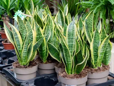 Snake Plant (Sansevieria trifasciata)