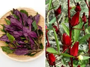 5 unusual edible plants you can grow at home for better taste, nutrition and variety
