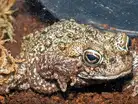 What is Anaxyrus boreas? Why the Western toad is now considered Canada’s most ge:Image