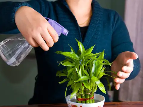 Lucky Bamboo