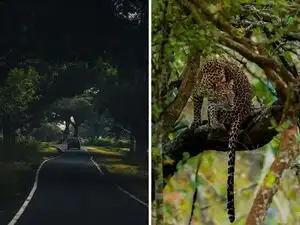 &lsquo;Harmony of the wild&rsquo;: IAS officer marvels at elephant's chance encounter with deer herd. Just 240 km from Bengaluru, this lush tiger reserve promises an unforgettable wildlife escape