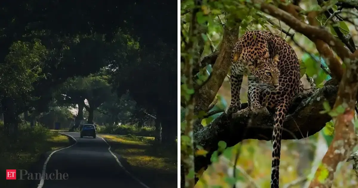 ‘Harmony of the wild’: IAS officer marvels at elephant's chance encounter with deer herd. Just 240 km from Bengaluru, this lush tiger reserve promises an unforgettable wildlife escape