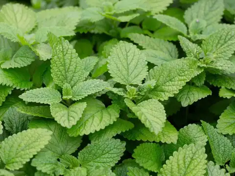 Lemon Balm
