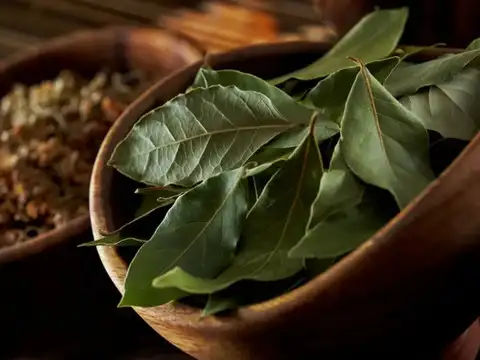 Bay Laurel