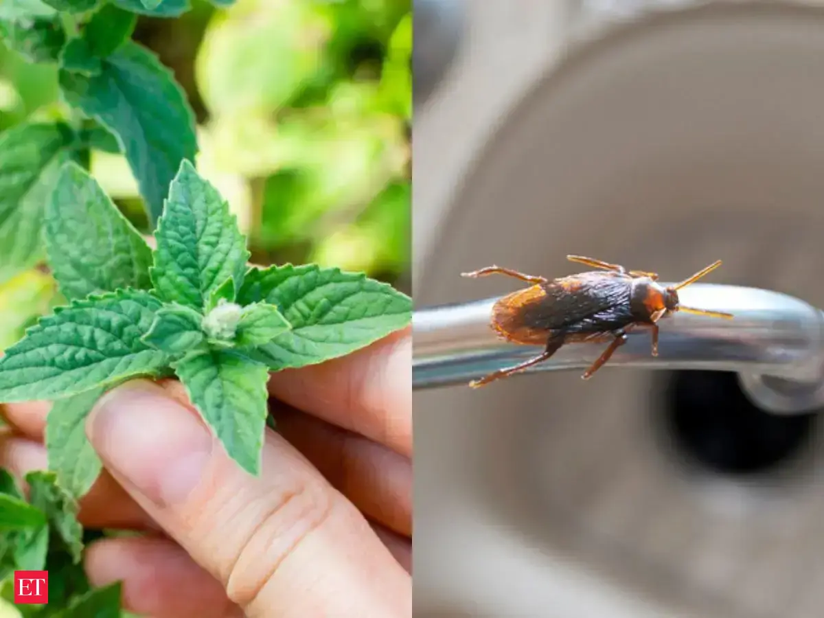 7 indoor plants that may help keep cockroaches away from home