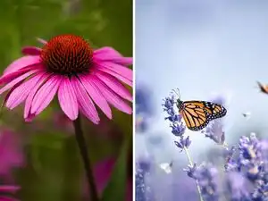 Want more butterflies and bees in your garden? These 7 plants can make it happen